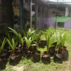 homegarden