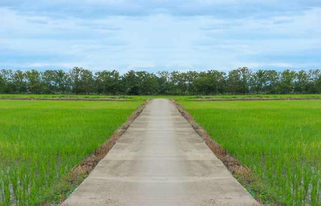 thai country road among natural green rice fields trees with blue sky 25920 733